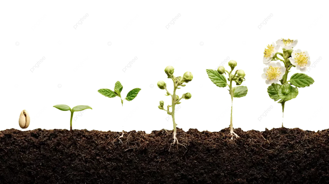 How to Successfully Grow Seeds at Home (Beginner-Friendly Guide)